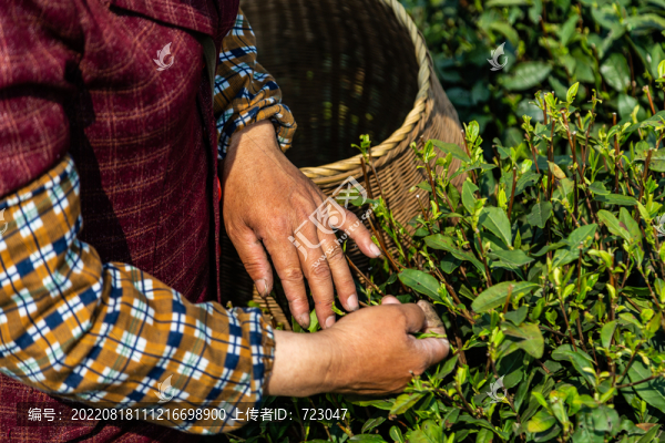 杭州龍井茶園