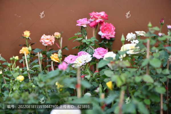 玫瑰花