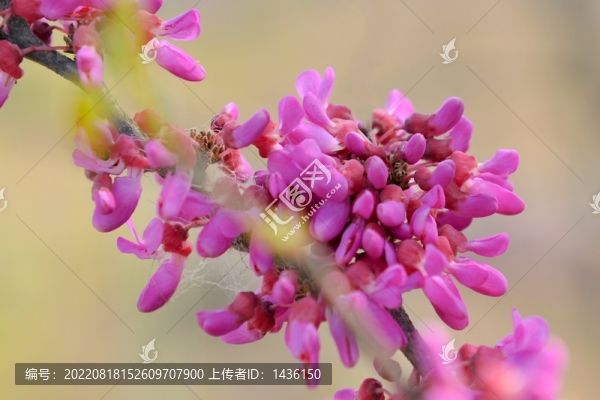 紫色花背景