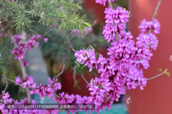 公園紫荊