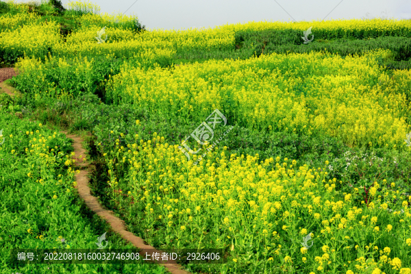 油菜花地