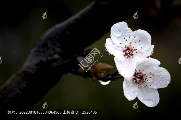 白梅花