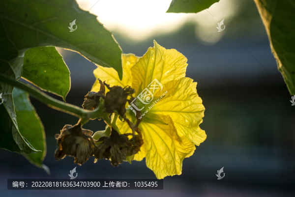 絲瓜花