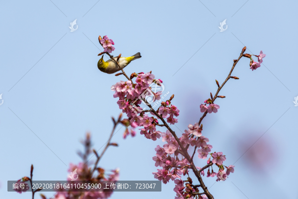 花港觀魚公園繡眼鳥