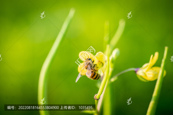 蜜蜂