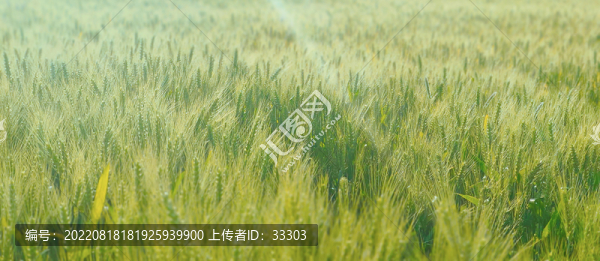 麥田風(fēng)景