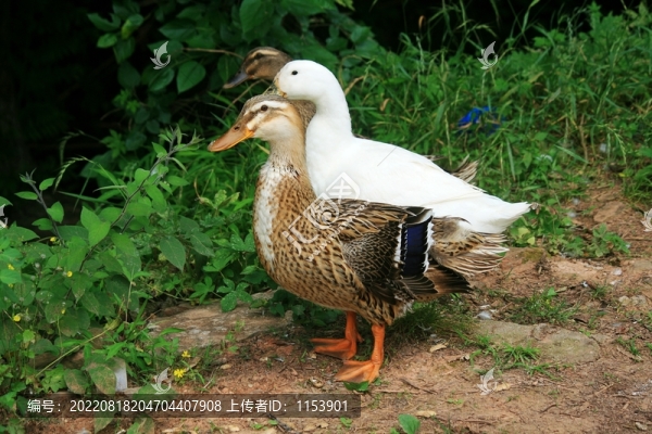 土鴨