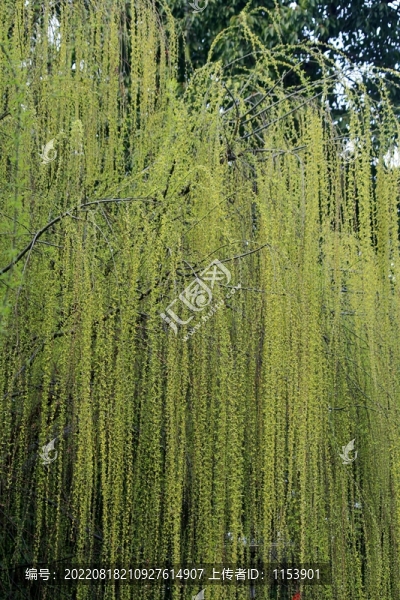 翠柳