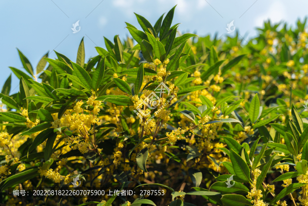盛開的桂花