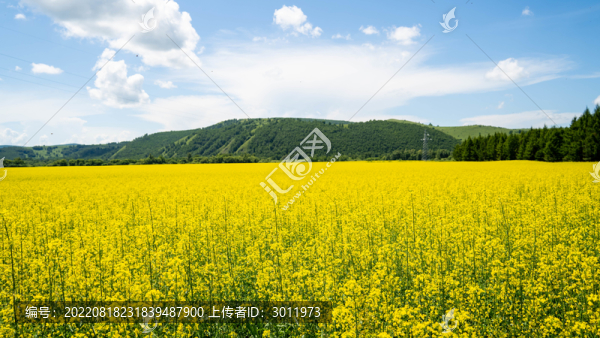 油菜開花