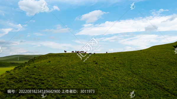 白樺林森林