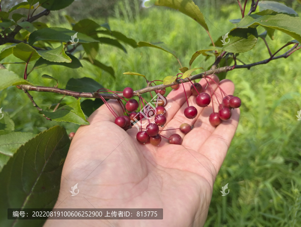 枝頭素材紅果