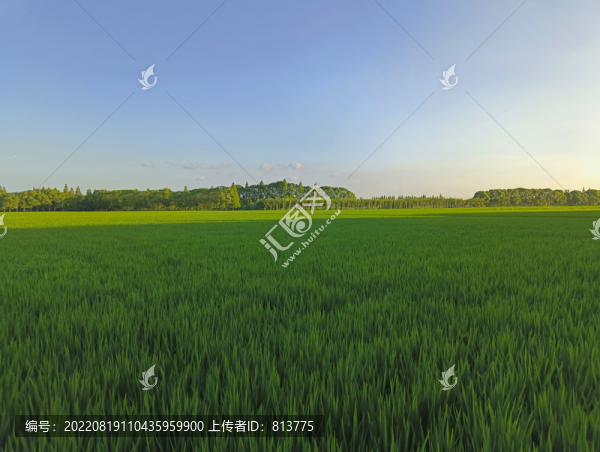 標(biāo)準(zhǔn)生態(tài)稻田