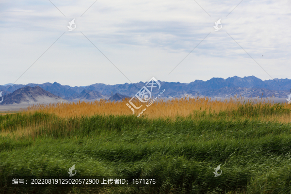 戈壁濕地