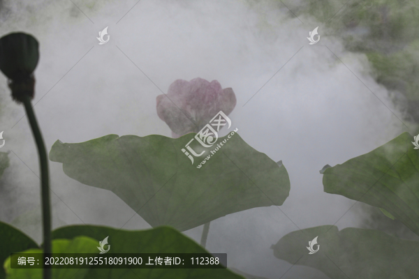 蓮花荷花荷塘花瓣雨中亭立清廉