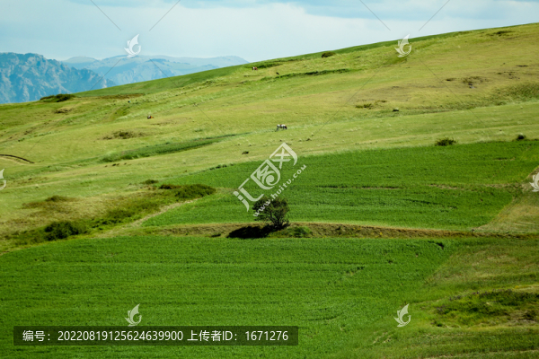 綠色麥田