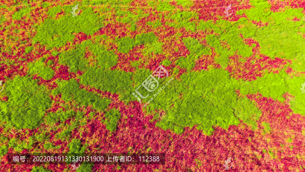 紅色草坪呼倫貝爾草原內(nèi)蒙風(fēng)光