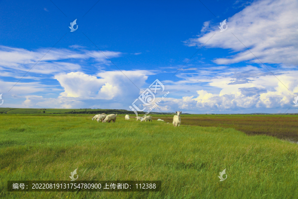 山羊草坪呼倫貝爾草原內(nèi)蒙風(fēng)光