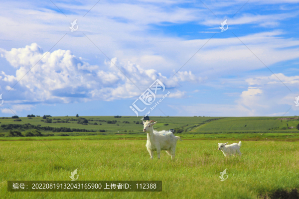 山羊草坪呼倫貝爾草原內(nèi)蒙風(fēng)光