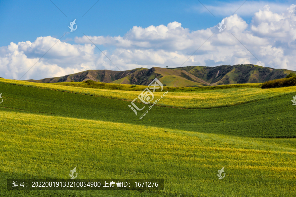 綠色麥田