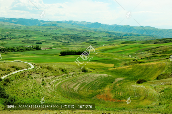 麥田