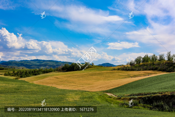 麥田