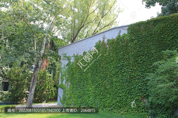 綠植墻