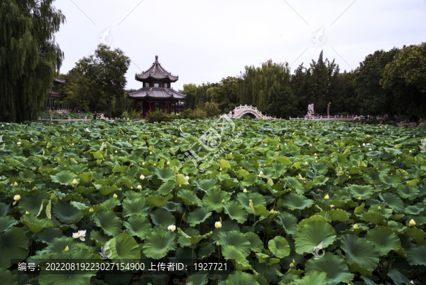 古蓮花池