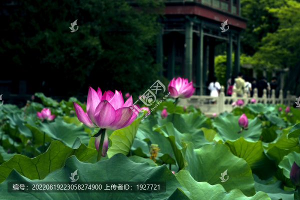 保定古蓮花池