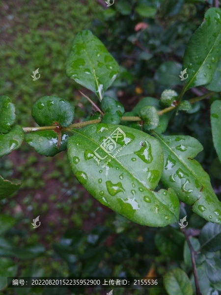 葉子上的雨滴