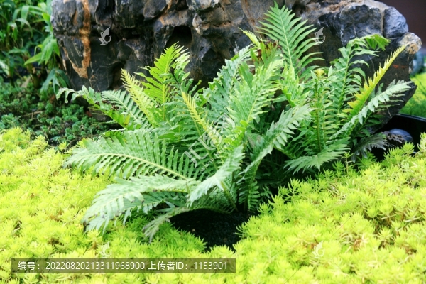 烏毛蕨