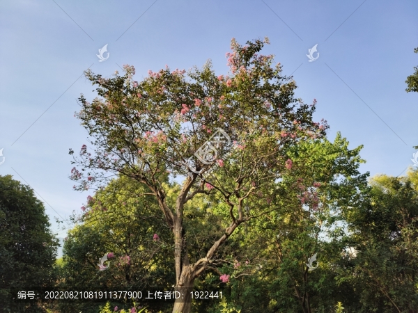 紫薇樹(shù)與紫薇花
