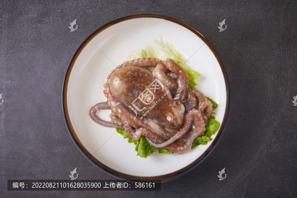 魷魚