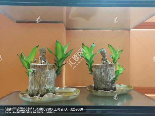 巴西木手機(jī)拍