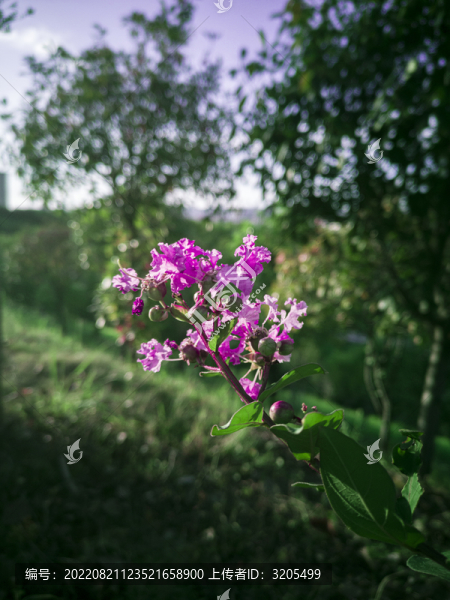 紫薇花