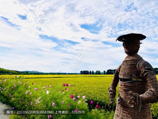 稻田