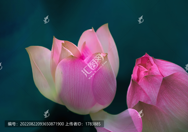 荷花斗艷