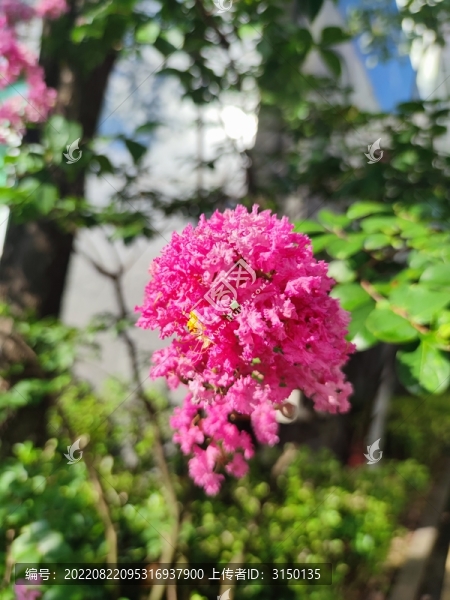 紫薇