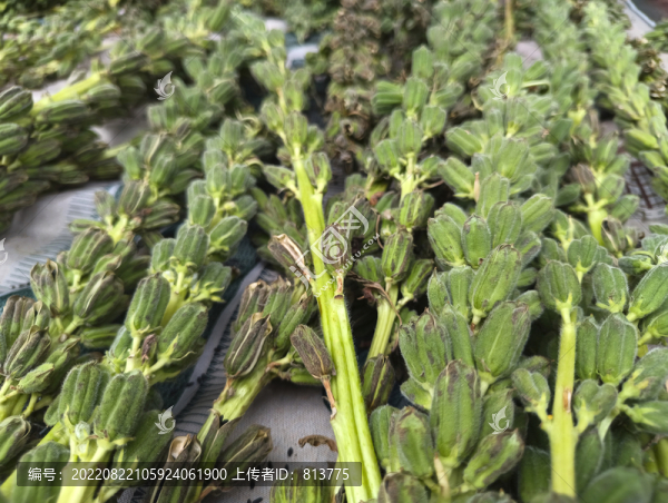 成熟芝麻