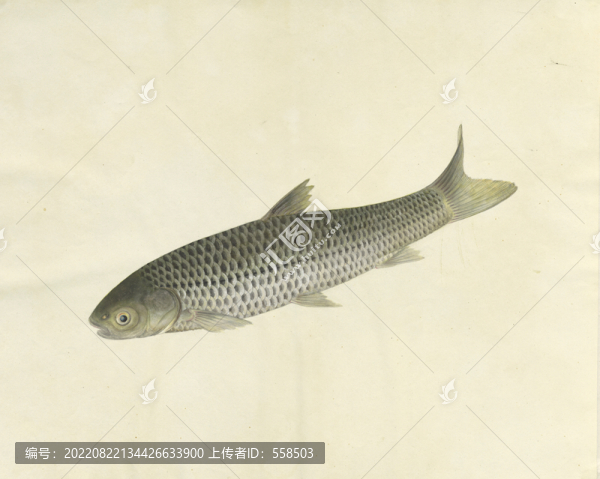 草魚手繪魚蝦蟹手繪素材