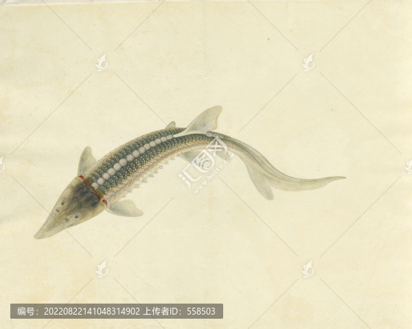 鱘魚(yú)手繪魚(yú)蝦蟹手繪素材