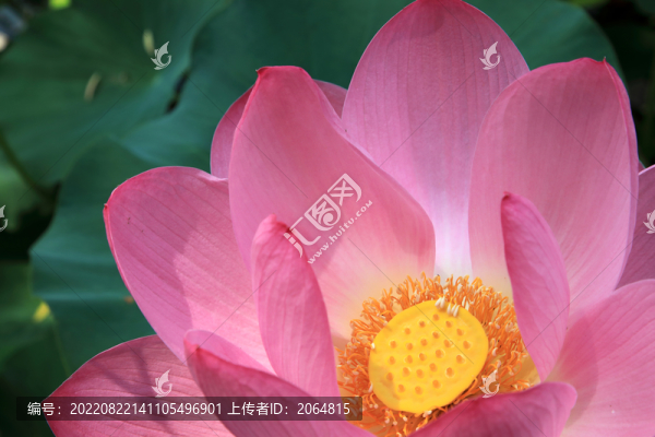 荷花特寫