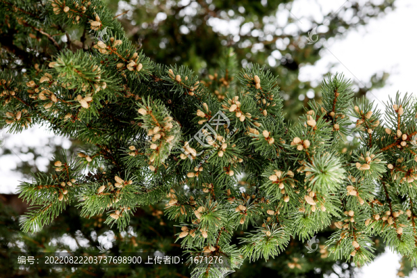 松樹花