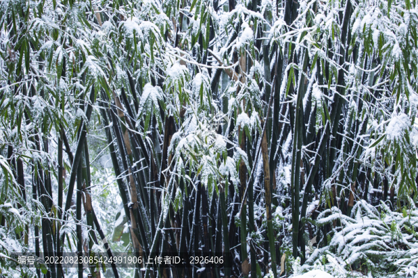 雪竹