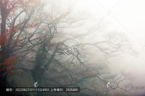 秋霧樹(shù)