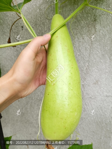 瓠子