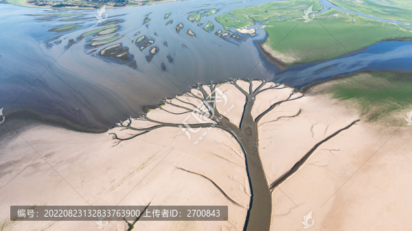鄱陽湖干旱后的大地之樹