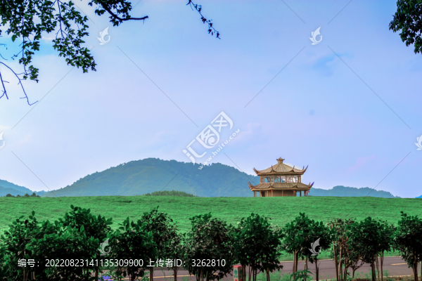 綠色茶園