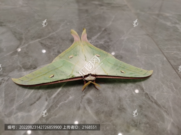 天蠶蛾