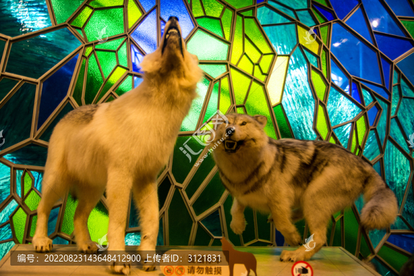 豹子